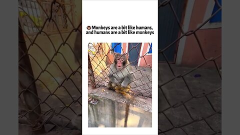 Monkeys have some intelligence BAD DAY?