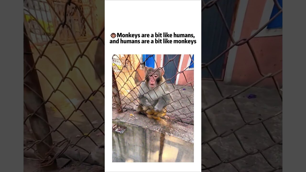 Monkeys have some intelligence BAD DAY?