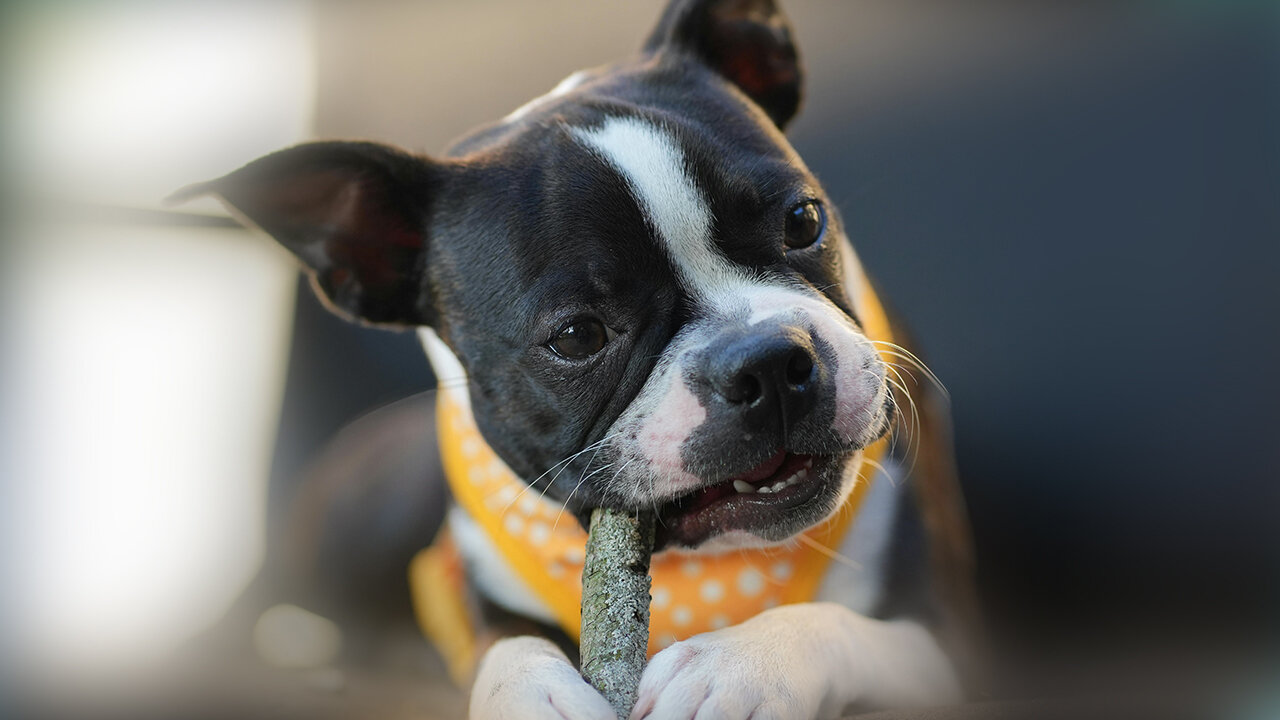 Funniest Animals New Funny Cats and Dogs Videos - Try Not To Laugh...