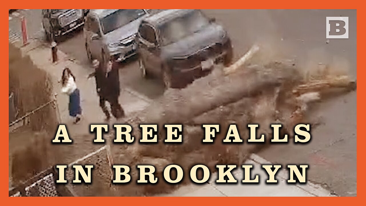 A Tree Falls in Brooklyn, Nearly Striking 3 People Walking by