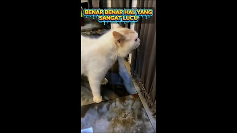 Kucing salah pergaulan dan ini dampaknya