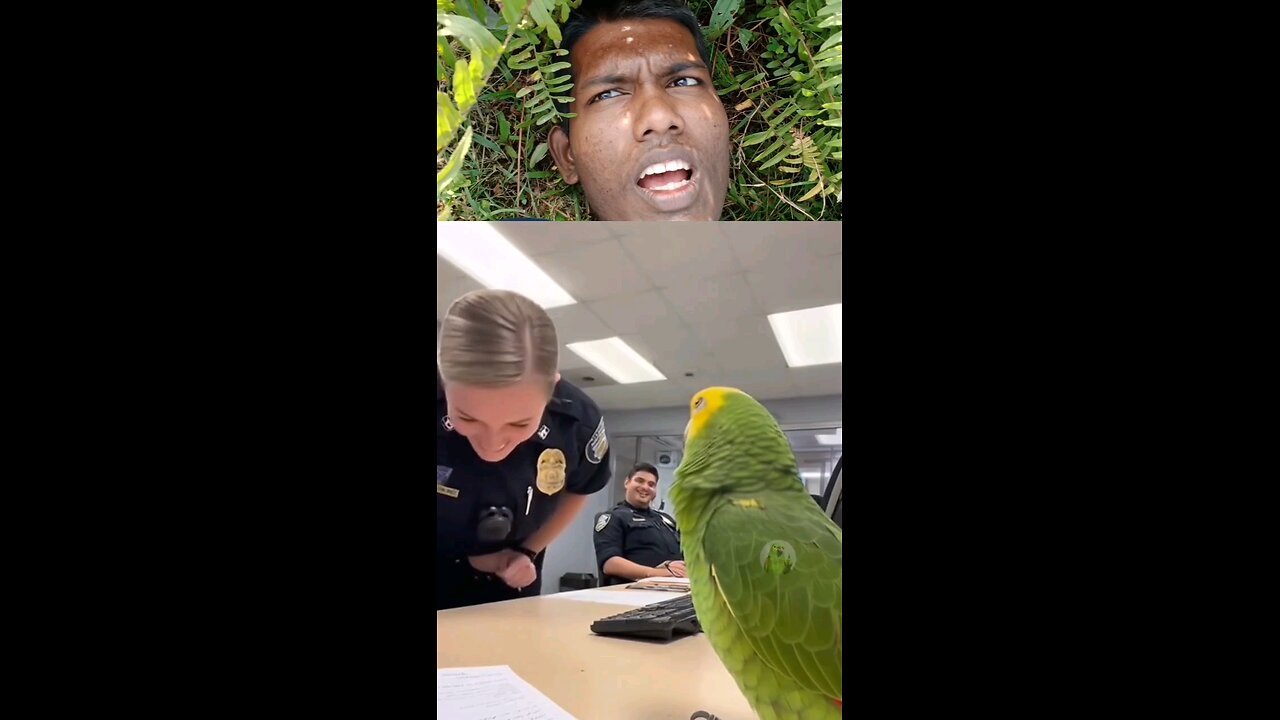 Try Not to Laugh: Dance with Pets Challenge