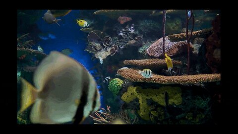 There are colors and life in this aquarium
