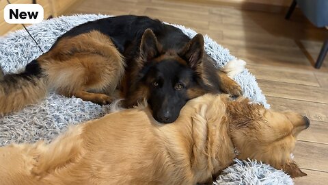 German Shepherd Feels Guilty After Fighting His Brother And Says Sorry