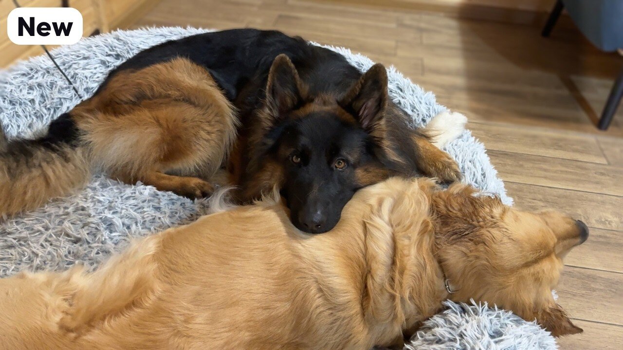 German Shepherd Feels Guilty After Fighting His Brother And Says Sorry