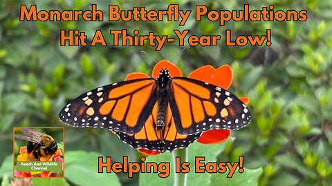 Monarch Butterfly Population Hit A 30-Year Low!