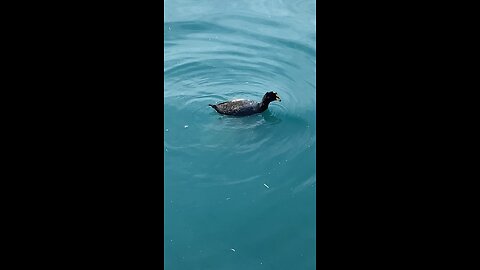 Coot is swimming #coot #swimming #shorts #viral #followme #trending