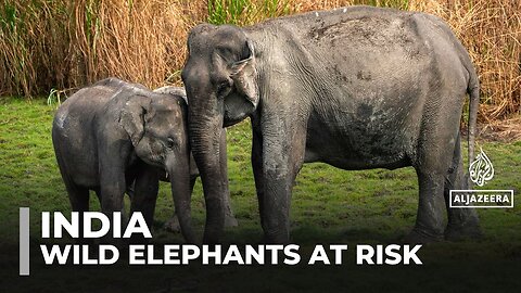 India’s wild elephant population shrinks amid habitat loss, human-wildlife conflict