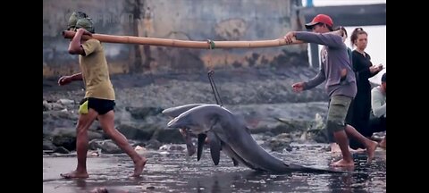Most Dangerous Sharks Caught. But at what cost?