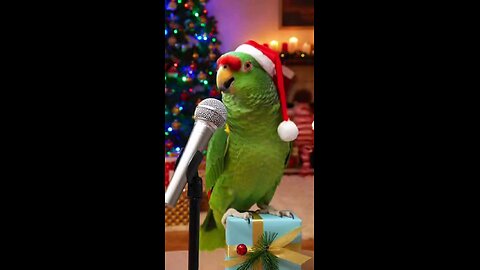 #funny #funnyanimal #parrot #funnybird