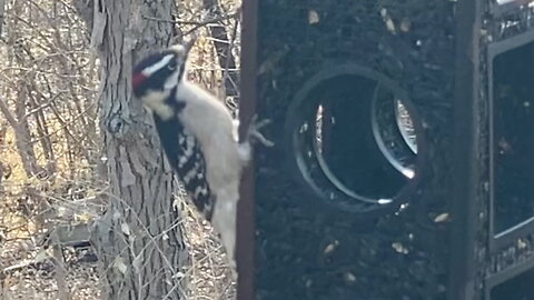 Woodpecker Grabbing a Sunflower Seed