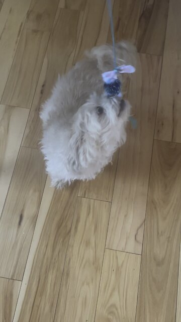 Dog plays with cat toy