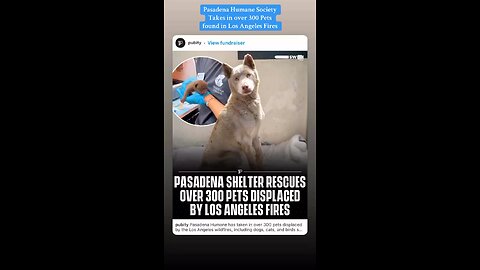 Pasadena Humane Rescue 300 Pets from LA Fires