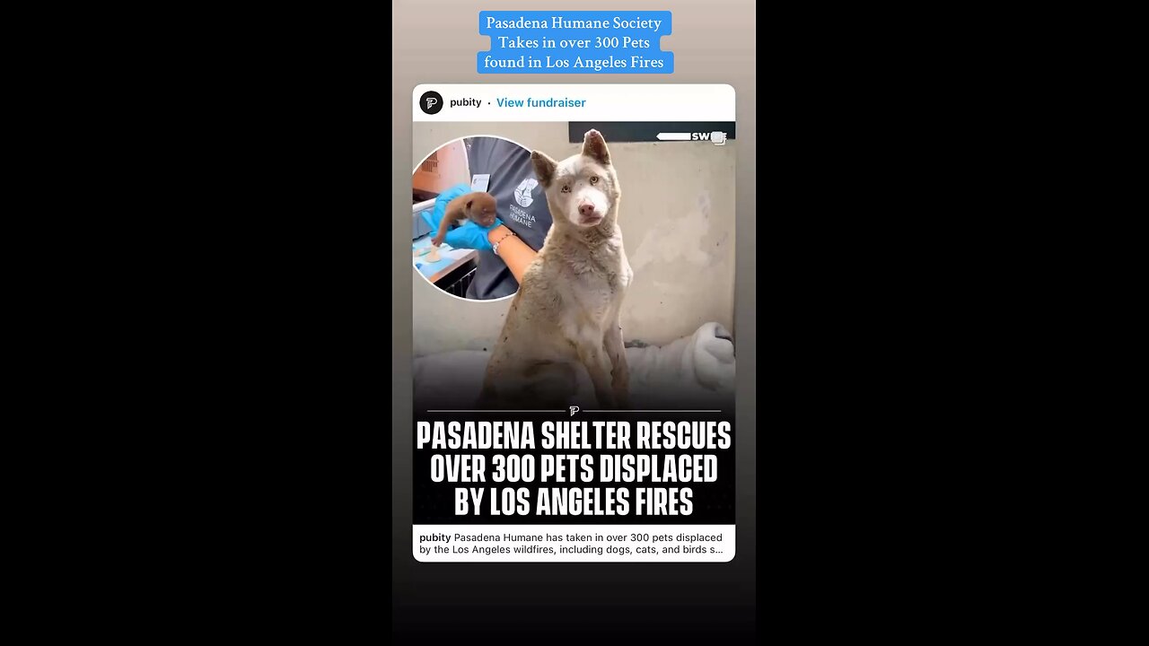 Pasadena Humane Rescue 300 Pets from LA Fires