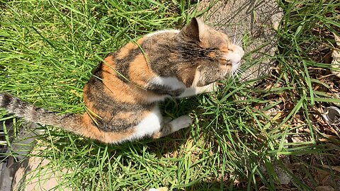 I found two beautiful little kittens. 😿😻😽⚘️