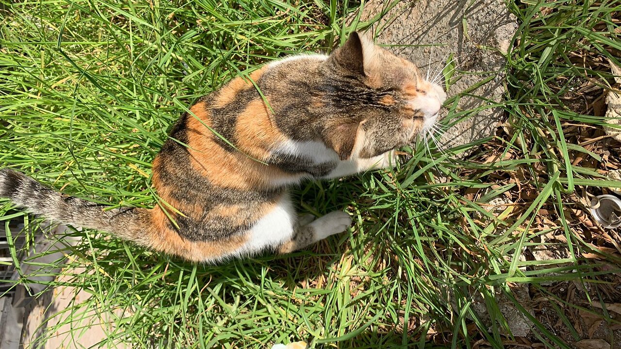 I found two beautiful little kittens. 😿😻😽⚘️