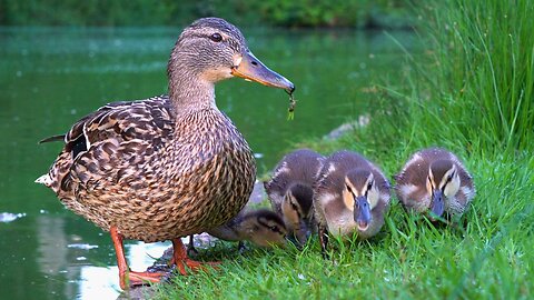 Mother Hen and the 3 Ducklings Having Breakfast