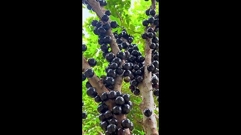 jabuticaba em vasos