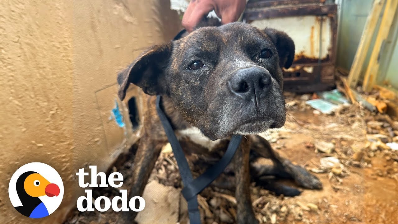 Everyone Said This Dog Would Never Walk... | The Dodo