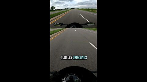 Turtle 🐢 crossing