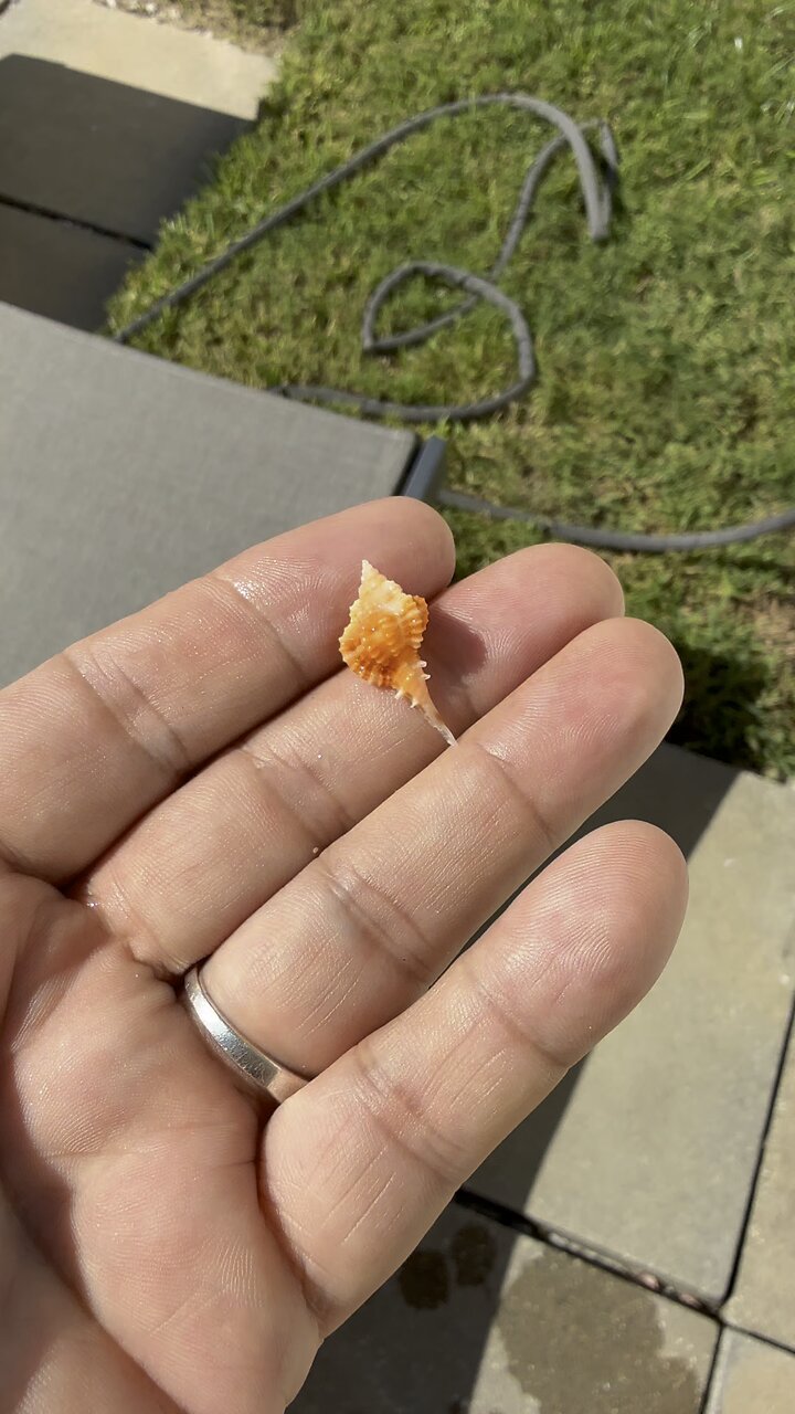 Acid Dipped Seashell Magic! | 4K