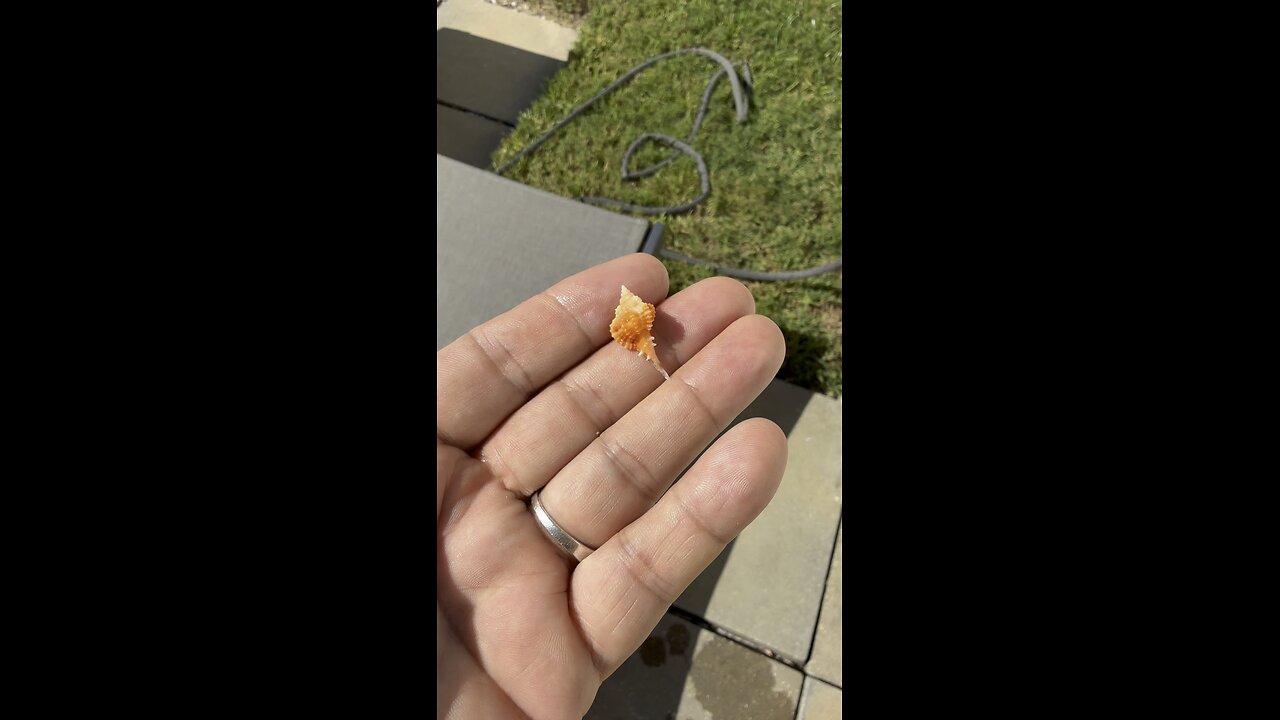 Acid Dipped Seashell Magic! | 4K