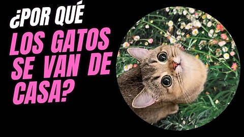 ¿Por Qué Tu Gato Se ESCAPA de Casa? 🏡 (Razones y Soluciones)