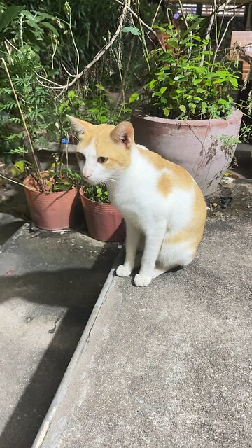 Cute Orange & White Cat Sitting Calmly – Relaxing Pet Moments