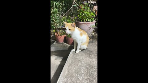 Cute Orange & White Cat Sitting Calmly – Relaxing Pet Moments