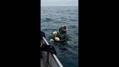 Marine_biologists_race_to_save_a_trapped_seal_just_in_time