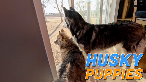 Patio Door is Open and the Huskies are Loving It! - Timber Plays Then Joins Titan to Look Outside