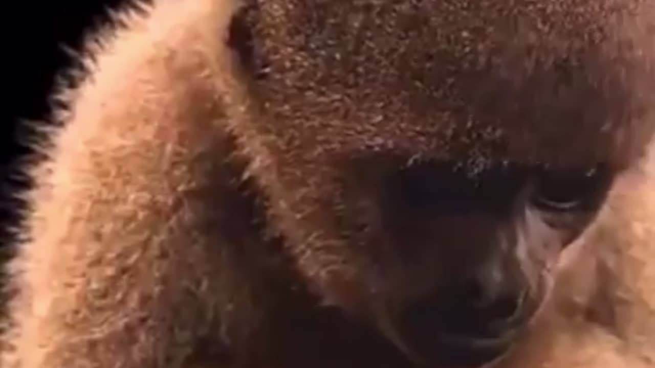🧠🐒 Woolly Monkeys' Sophisticated Communication! | FeedMyCuriosity
