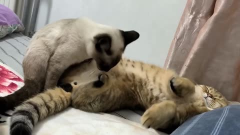 Funny Cats Playing