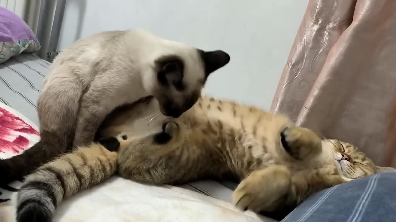 Funny Cats Playing