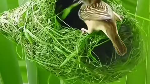 Tweet Dreams: A Sparrow's Life Journey"*