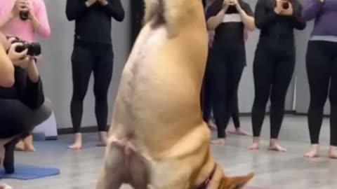 Awesome dog, good figure training