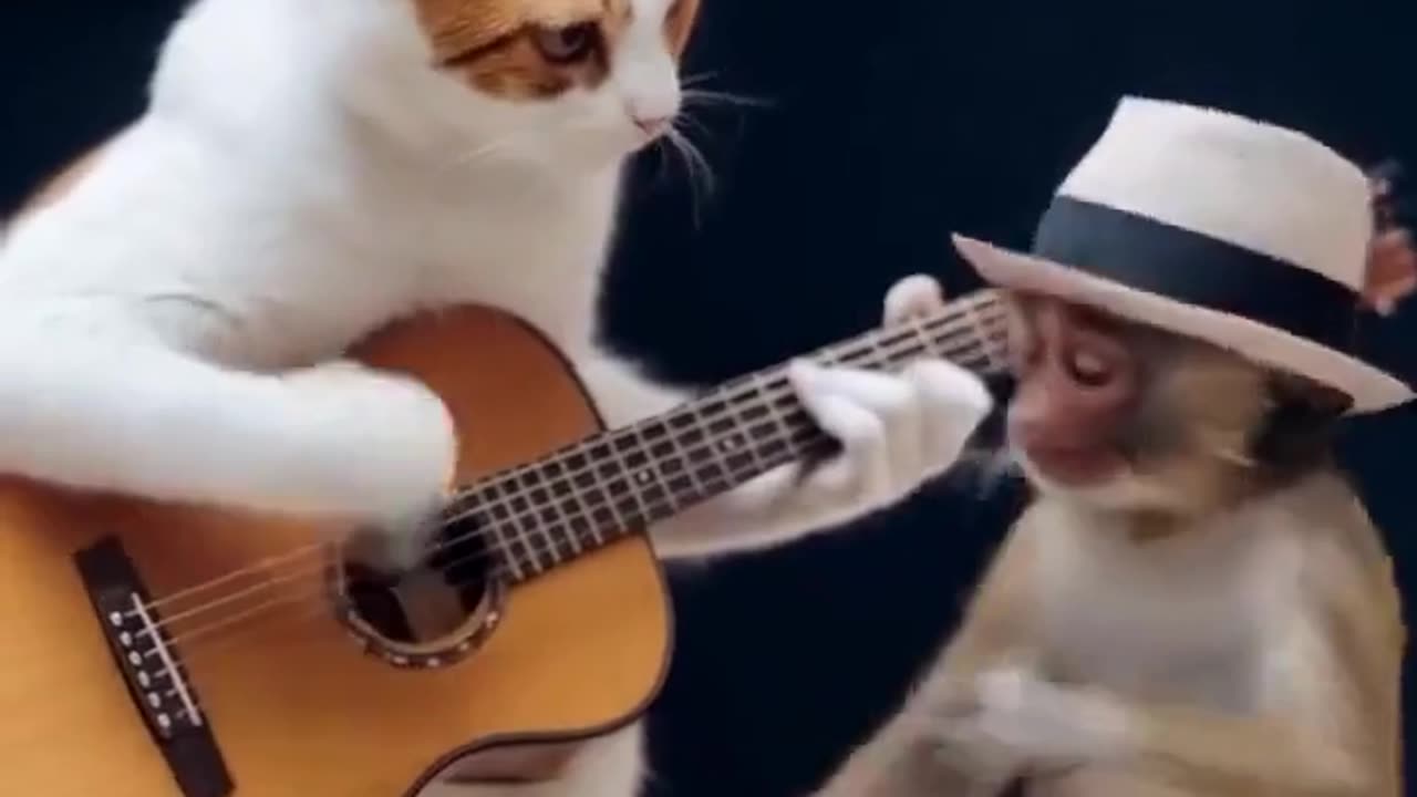 The Cat best Dance 2025