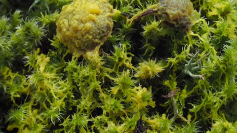 Timelapse Footage of Slime Mold Consuming Mushrooms