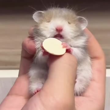 "🐭✨ Cutest Little Mouse Ever – Adorable Moments You Can’t Miss! 🥰"