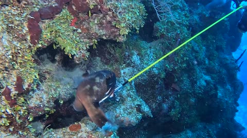 Grouper Eats a Lionfish Off Diver's Spear