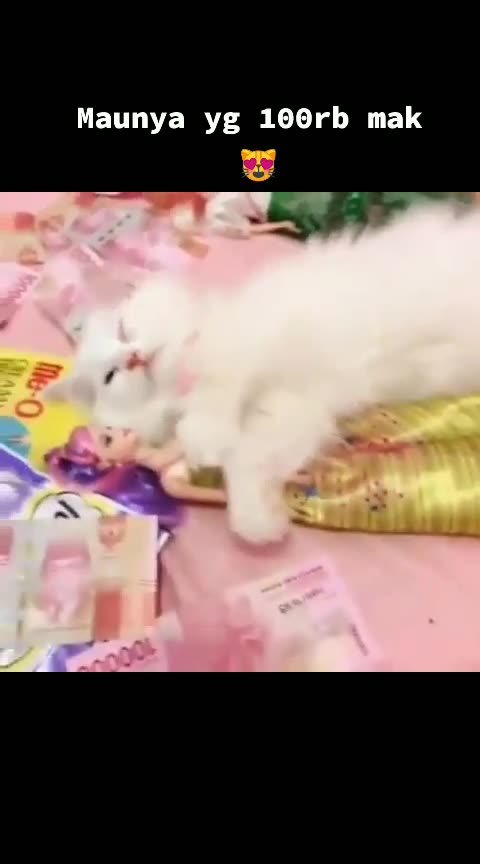 Funny Cat Video 48 - money-minded cat