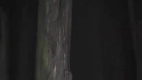 What is behind the tree #whatis #horror #horrorstories