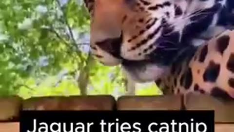 Jaguar tries catnip for the first time.