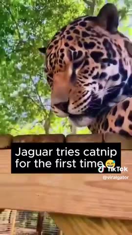 Jaguar tries catnip for the first time.