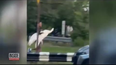 4 suspects caught kidnapping a swan
