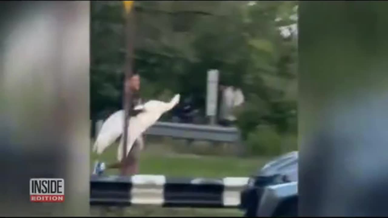4 suspects caught kidnapping a swan