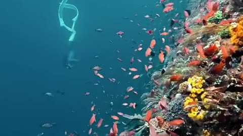 "Underwater Photography Tips 📸 | How to Film Your Dive Like a Pro!"