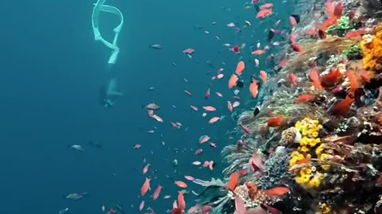 "Underwater Photography Tips 📸 | How to Film Your Dive Like a Pro!"