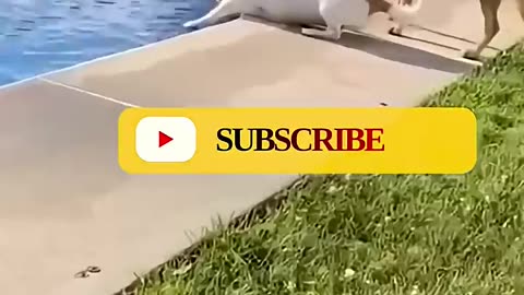 Funny animals #05