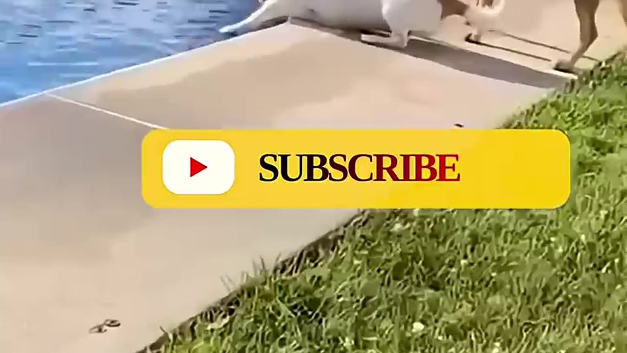 Funny animals #05